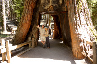 AMP_2012_Marisposa Groves_Yosemite National Park