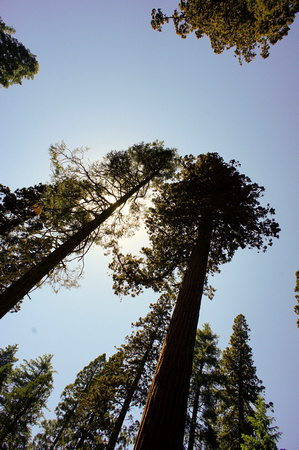 1616_AMP_Yosemite_Mariposa Groves_2012