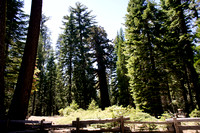 1621_AMP_Yosemite_Mariposa Groves_2012