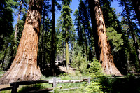 1618_AMP_Yosemite_Mariposa Groves_2012