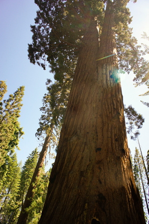 1626_AMP_Yosemite_Mariposa Groves_2012