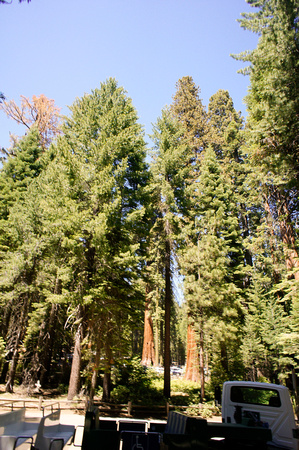 1613_AMP_Yosemite_Mariposa Groves_2012