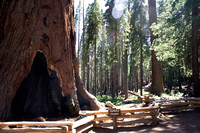 1625_AMP_Yosemite_Mariposa Groves_2012