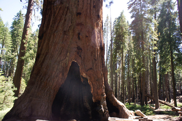 1623_AMP_Yosemite_Mariposa Groves_2012
