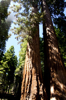 1629_AMP_Yosemite_Mariposa Groves_2012