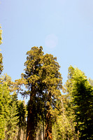 1632_AMP_Yosemite_Mariposa Groves_2012