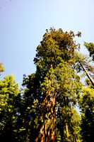 1617_AMP_Yosemite_Mariposa Groves_2012