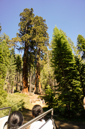 1630_AMP_Yosemite_Mariposa Groves_2012