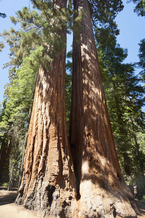 1836_AMP_Yosemite_Mariposa Groves_2012