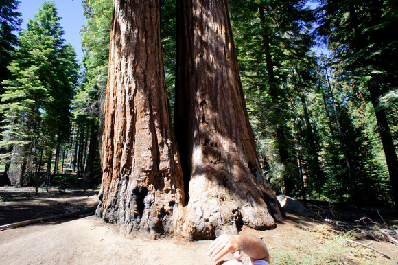 1628_AMP_Yosemite_Mariposa Groves_2012
