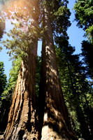 1627_AMP_Yosemite_Mariposa Groves_2012