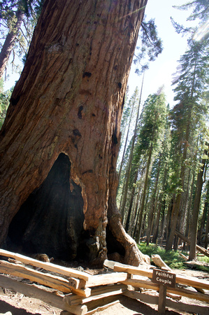 1624_AMP_Yosemite_Mariposa Groves_2012