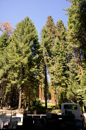 1614_AMP_Yosemite_Mariposa Groves_2012