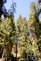 1612_AMP_Yosemite_Mariposa Groves_2012
