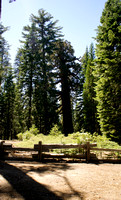 1619_AMP_Yosemite_Mariposa Groves_2012