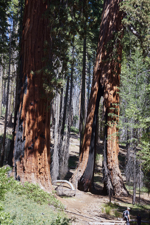 1843_AMP_Yosemite_Mariposa Groves_2012